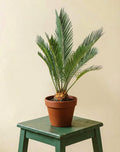 Cycas Revoluta