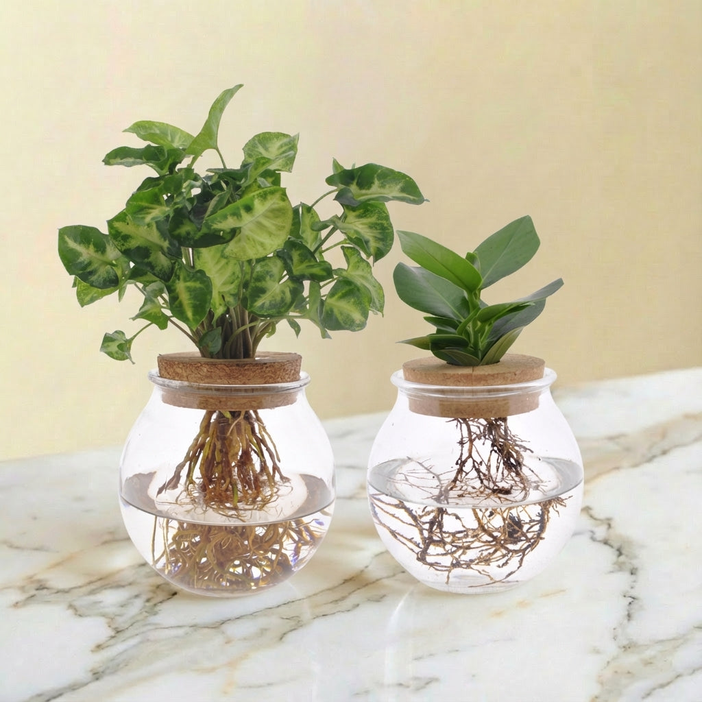 Duo hydroculture Clusia/Syngonium