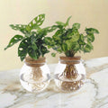 Duo hydroculture Monstera/Syngonium