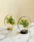 Duo de Tillandsia socle Led Edition