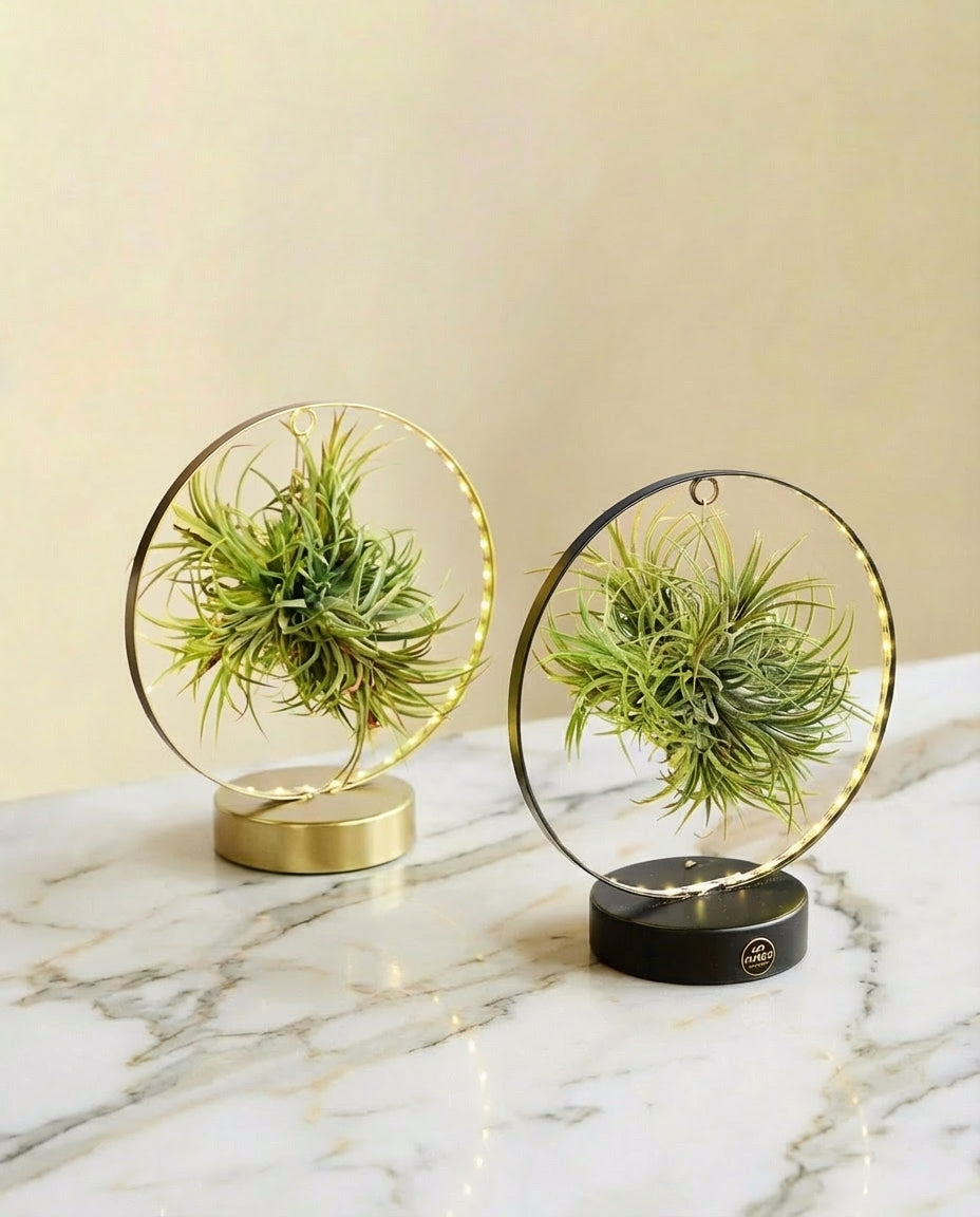 Duo de Tillandsia socle Led Edition