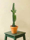 Euphorbe Acrurensis
