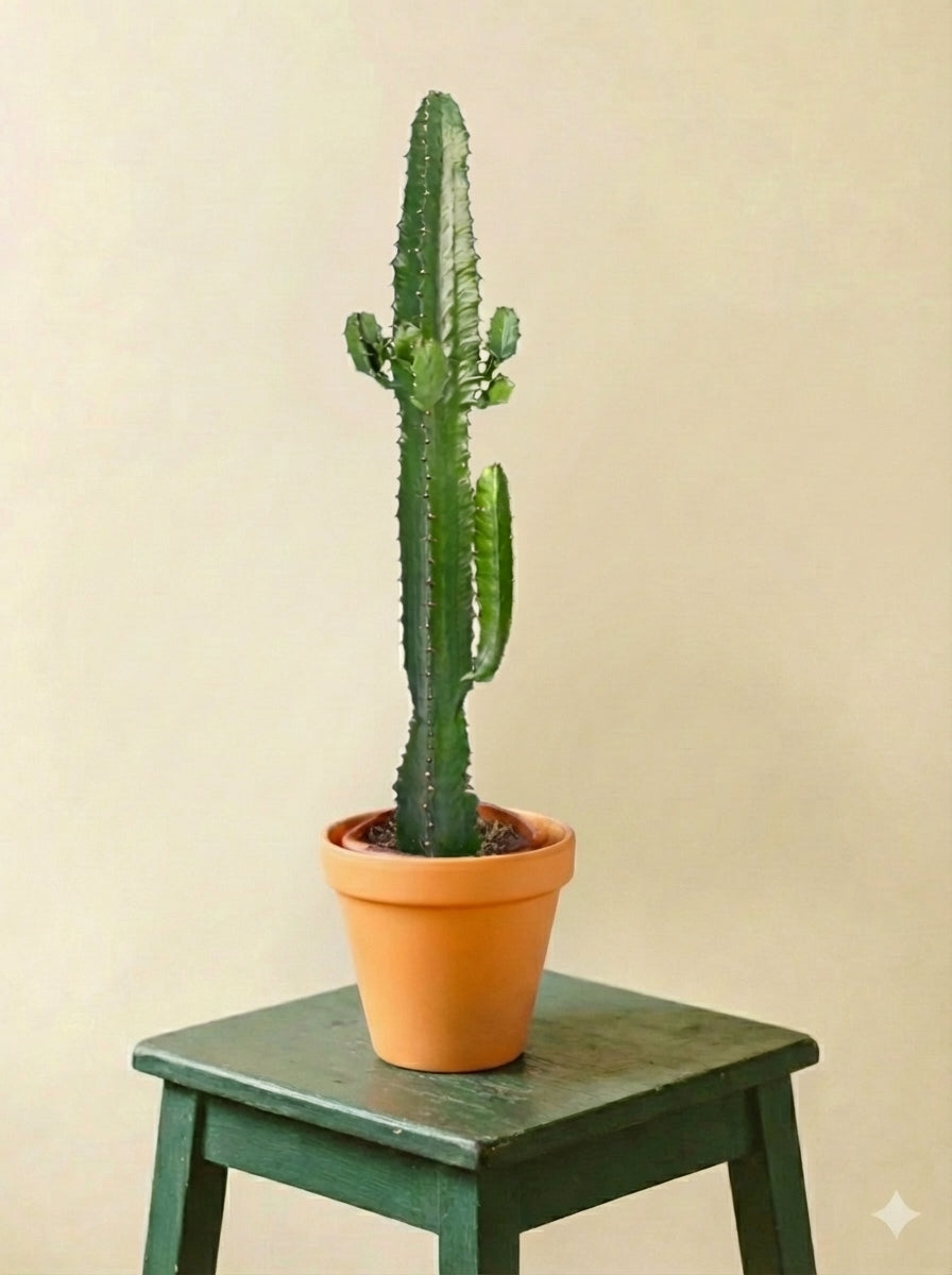 Euphorbe Acrurensis