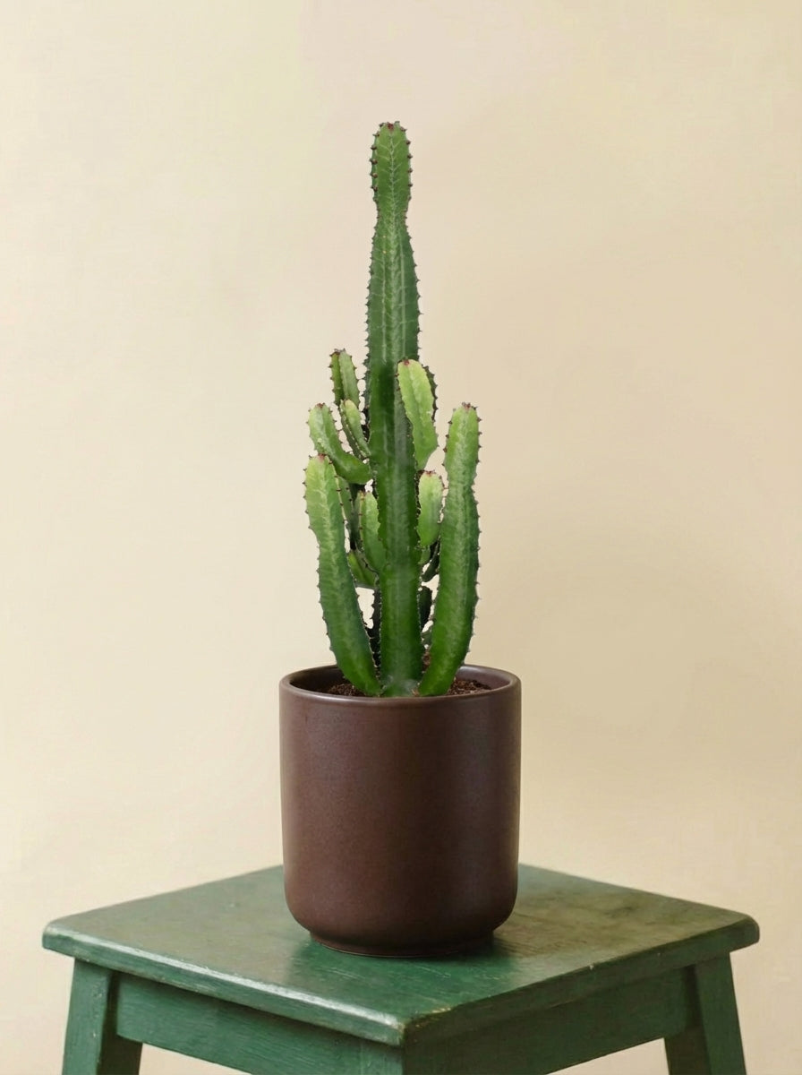 Euphorbia Acrurensis