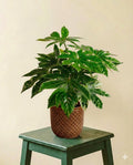 Fatsia Japonica Spider