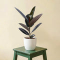 Ficus Elastica Abidjan