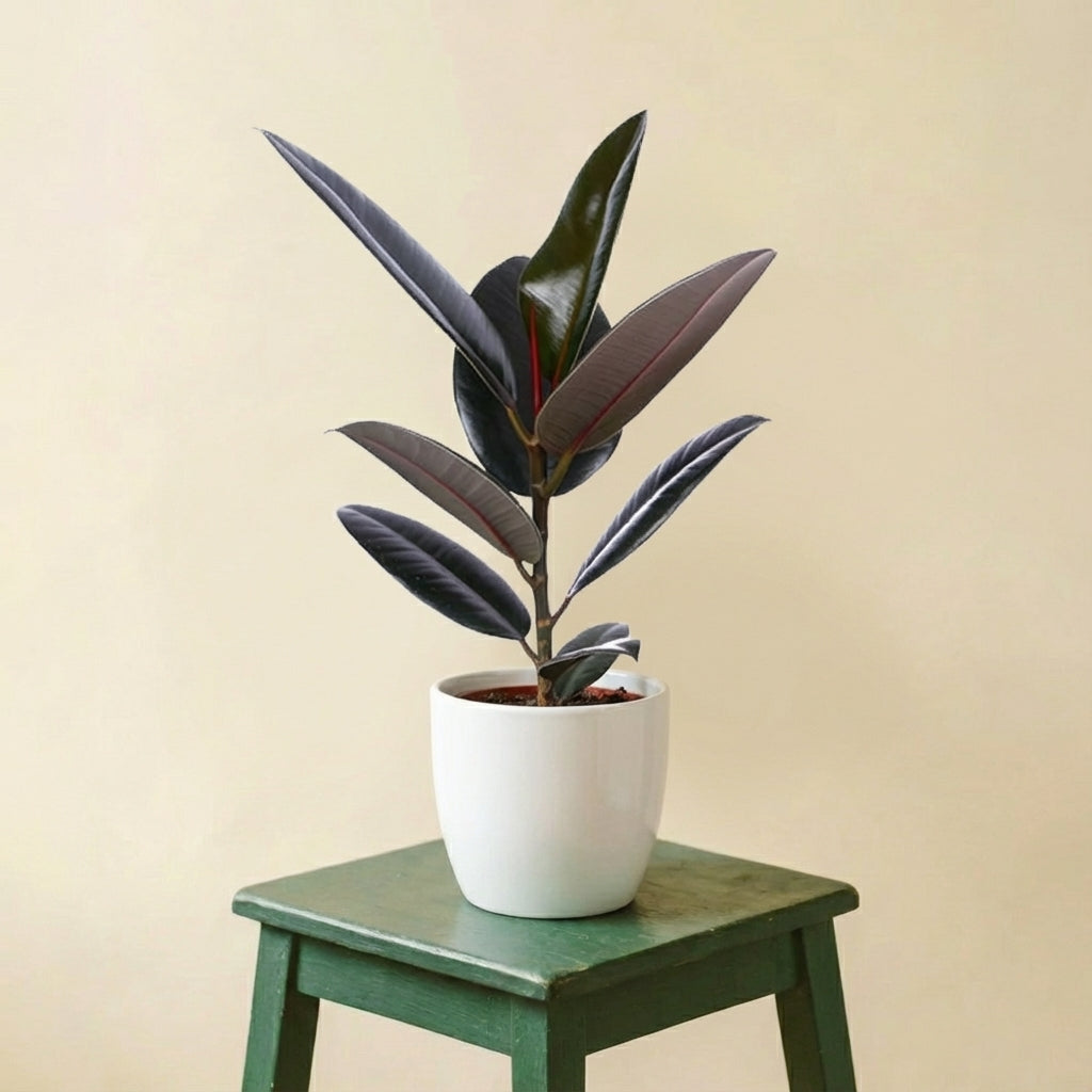 Ficus Elastica Abidjan