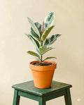 Ficus Elastica Tineke