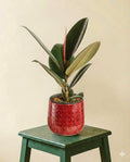 Ficus Elastica robusta