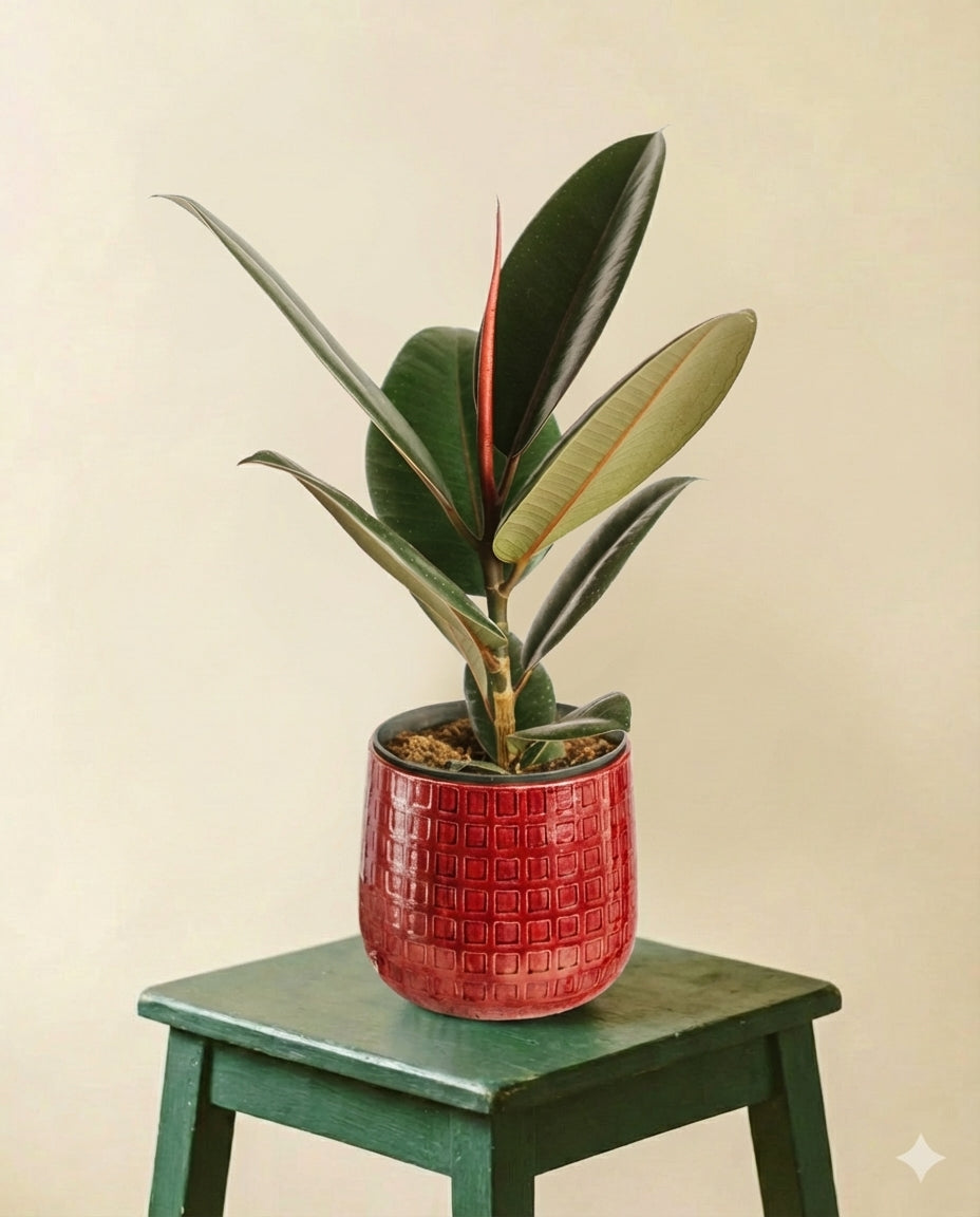 Ficus Elastica robusta