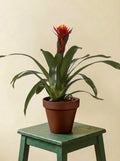 Guzmania Happiness
