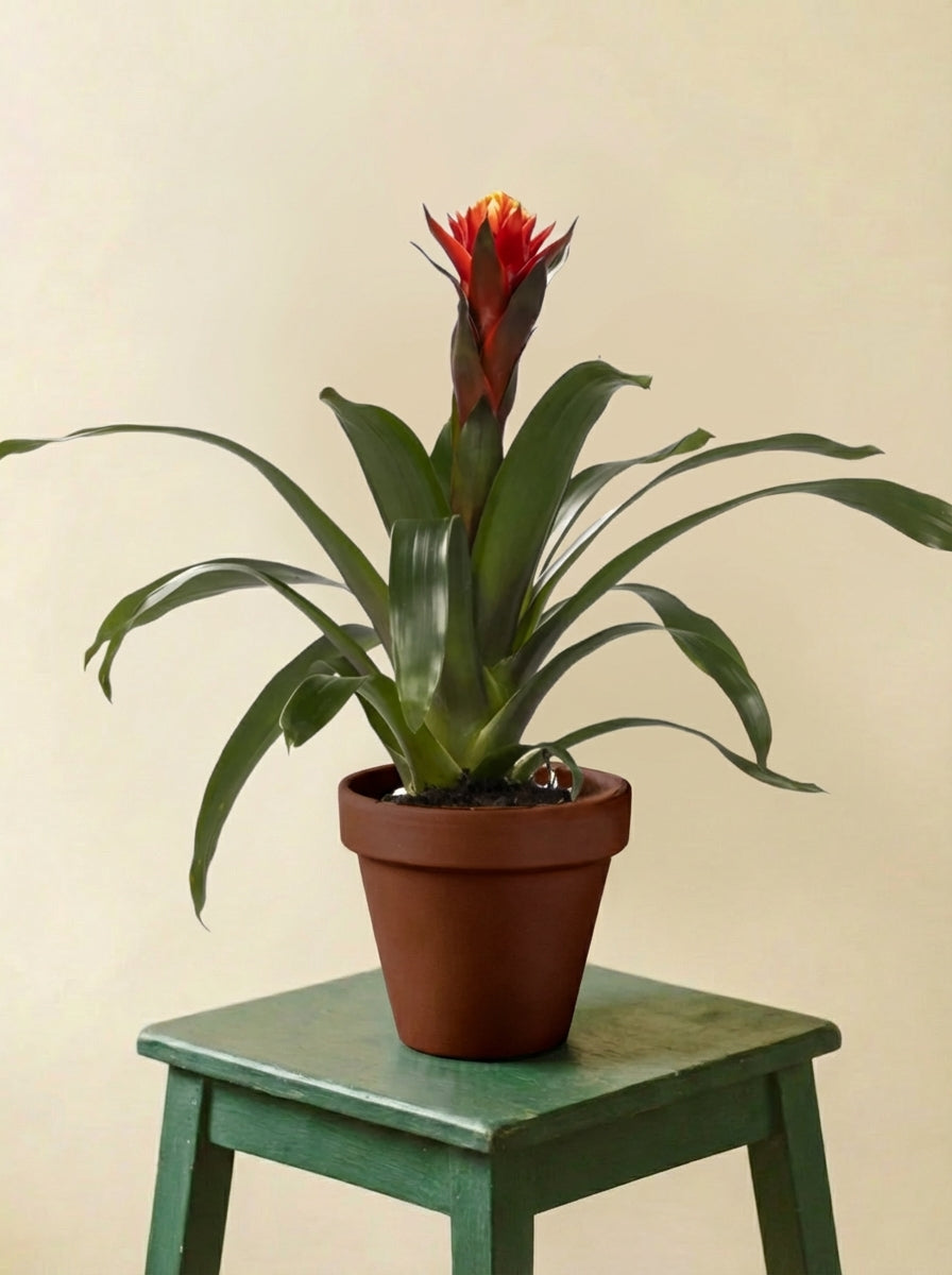 Guzmania Happiness