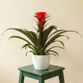 Bromelia Hope