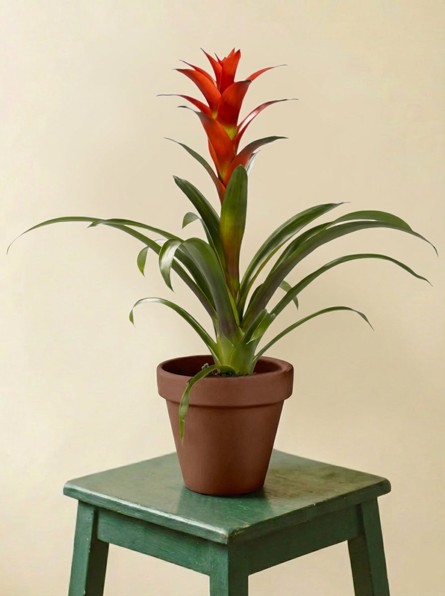 Guzmania Ostara