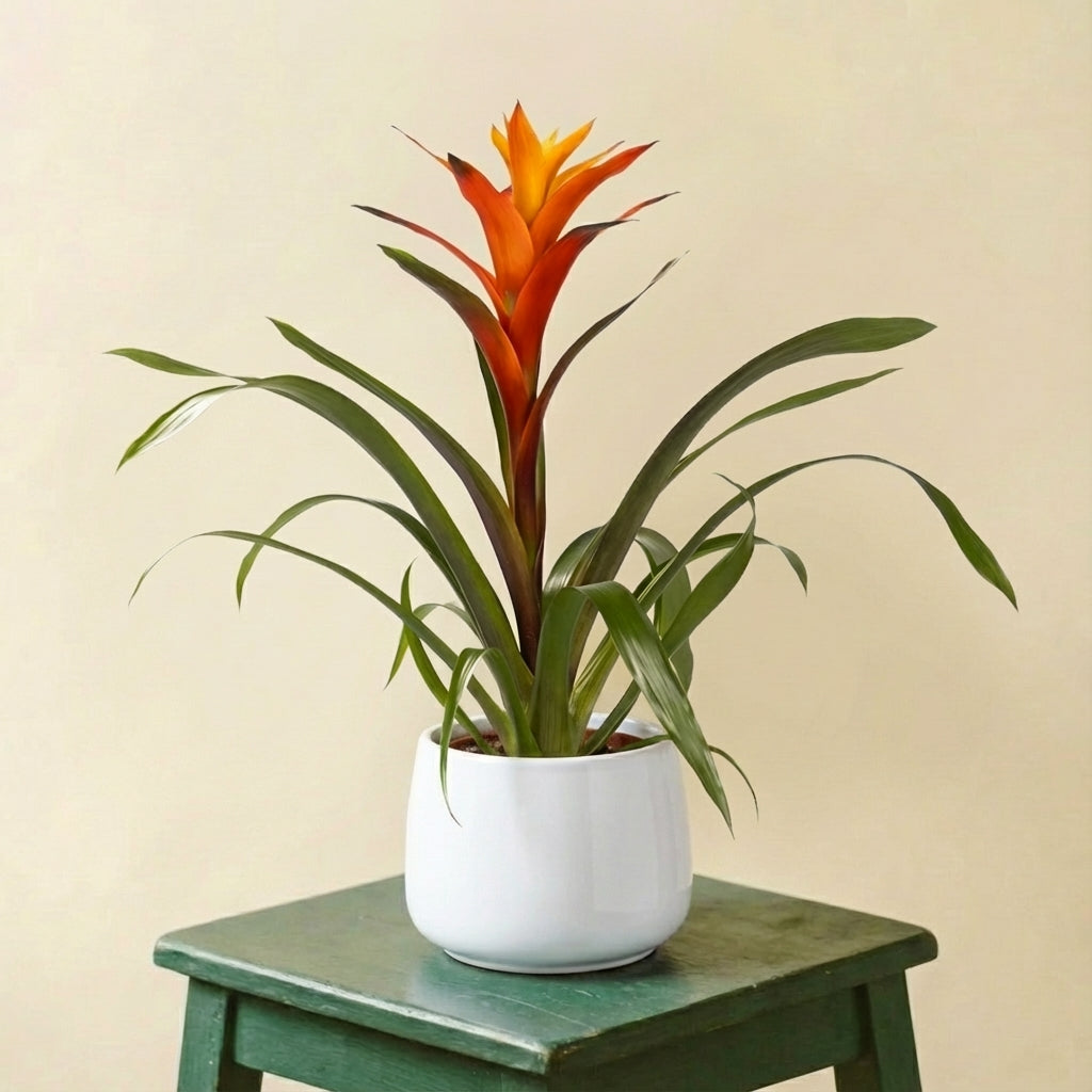 Guzmania Variada