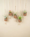 Box - 5 kokodama Tillandsia
