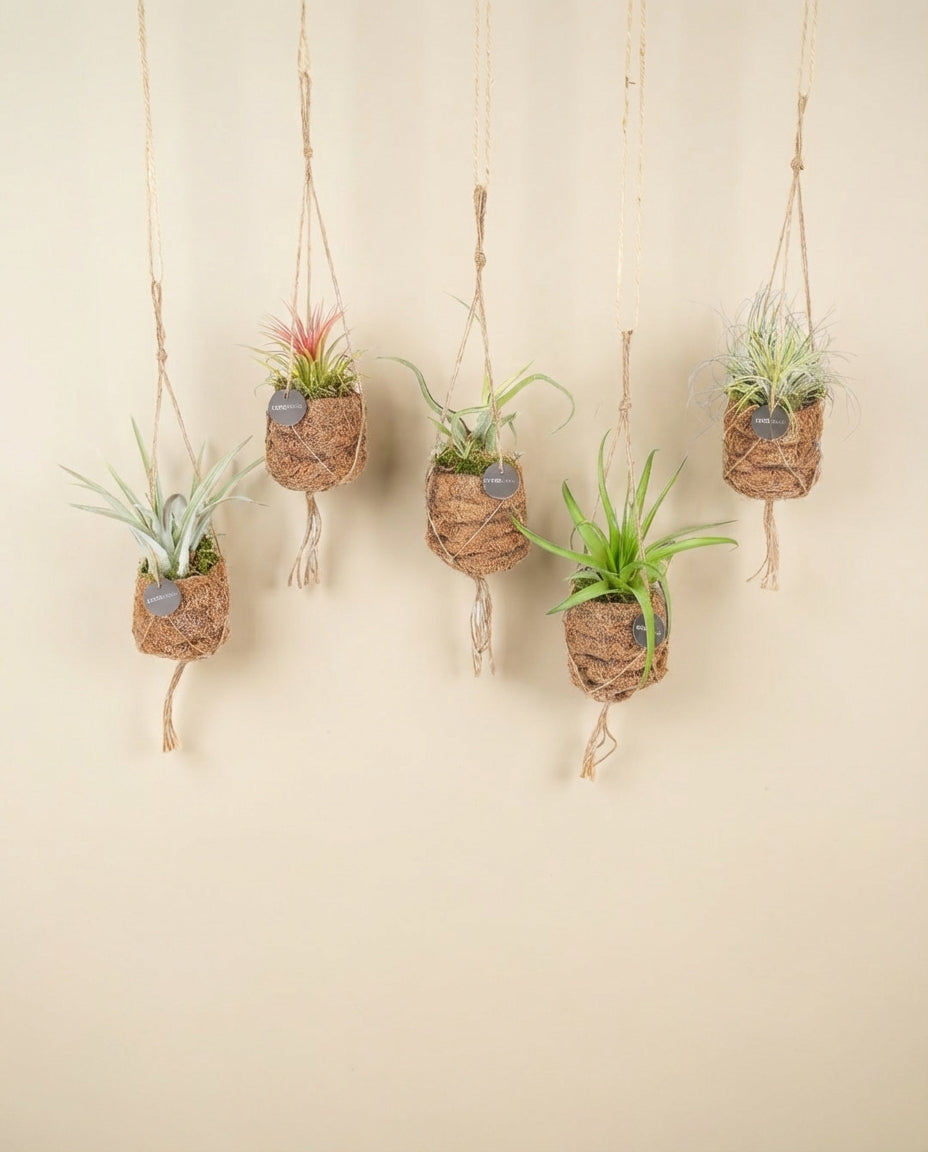Box - 5 kokodama Tillandsia