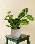 Maranta Lemon Lime