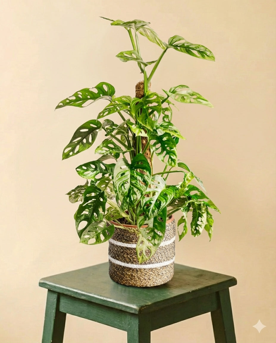 Monstera adansonii tuteur