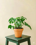 Monstera Minima