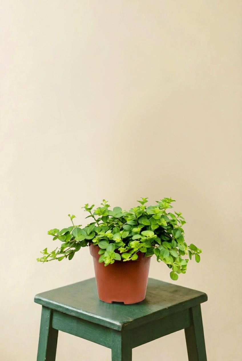 Peperomia Rotundifolia