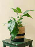 Philodendron Green Imperial Beauty