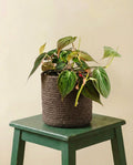Philodendron Micans