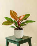 Philodendron Prince of Orange