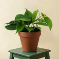 Philodendron Scandens