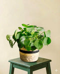 Pilea Peperomioides