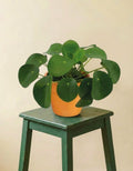 Pilea Peperomioides