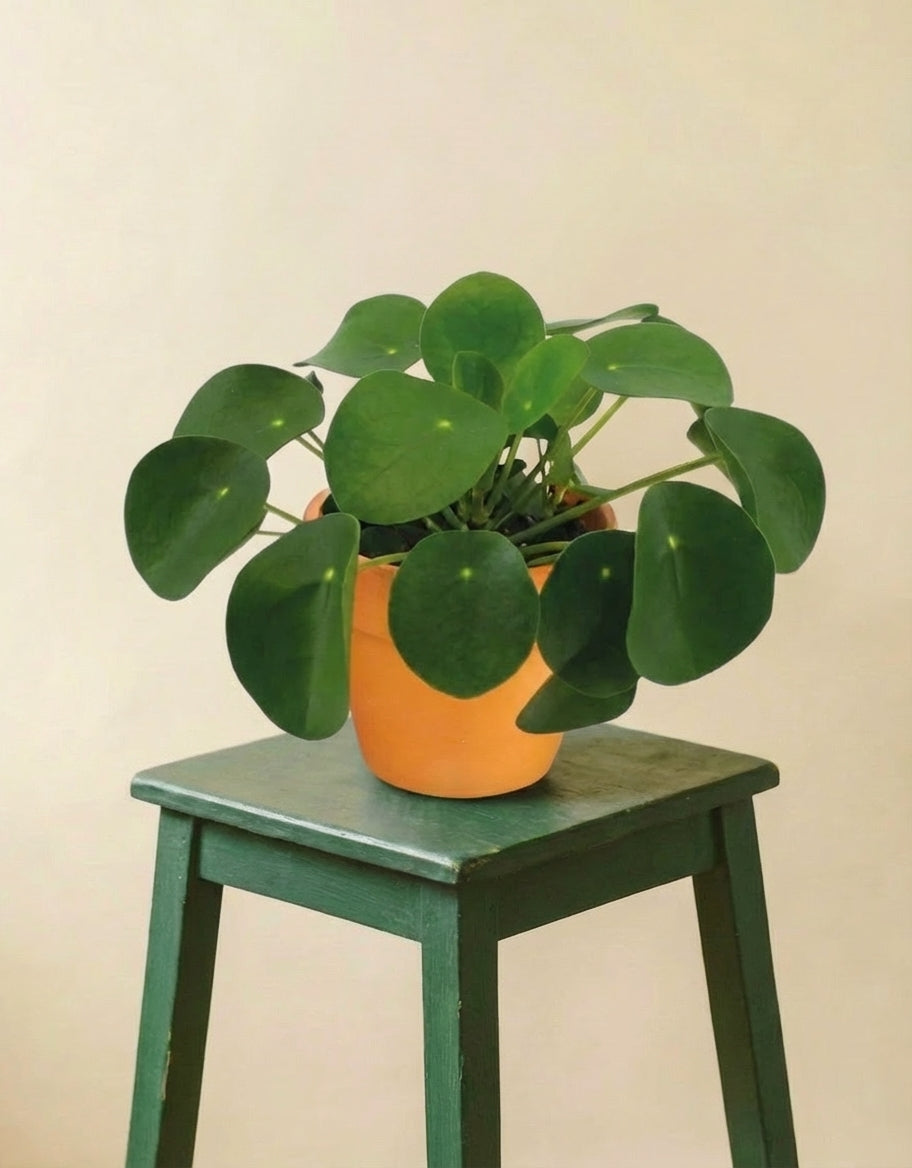 Pilea Peperomioides