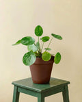 Pilea Mojito