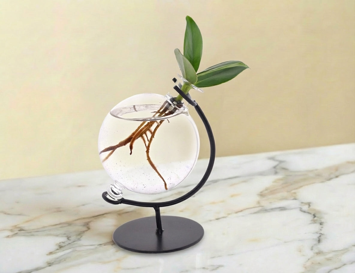 Clusia en hydroculture support et vase