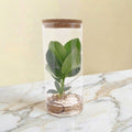 Clusia Rosea Princess en tube