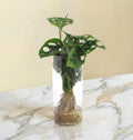 Monstera en hydroculture et vase