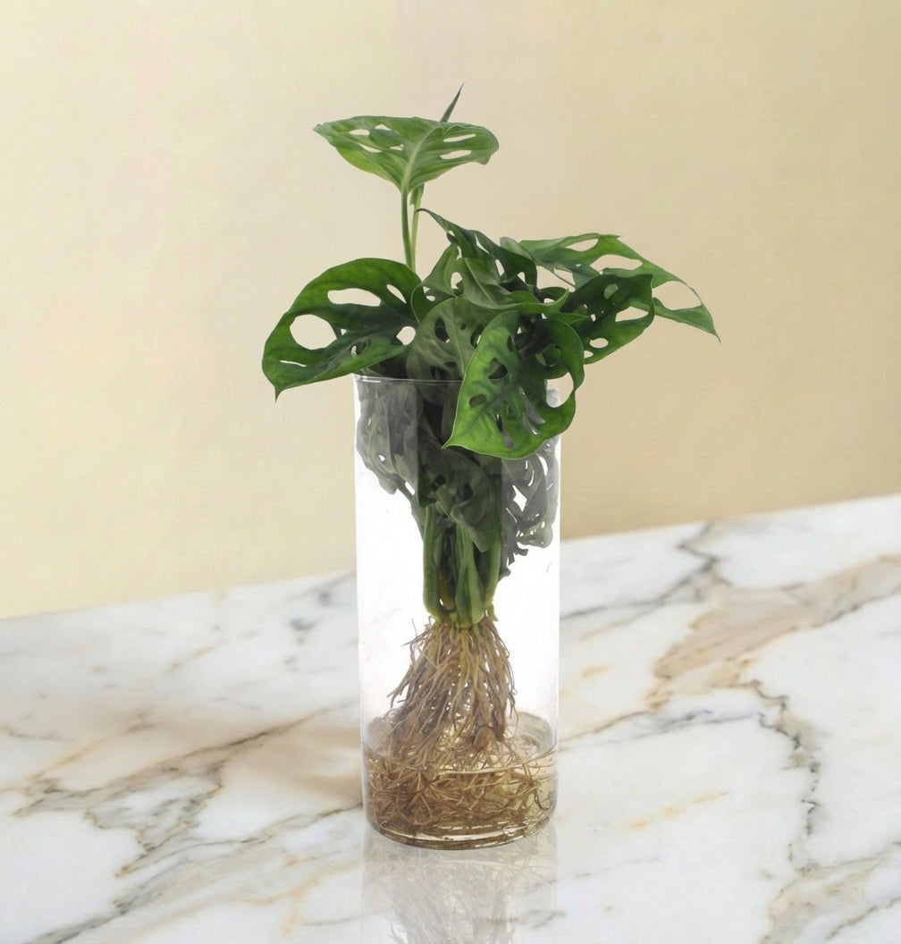 Monstera en hydroculture et vase