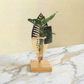 Bouture de Monstera et sa feuille dorée