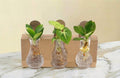 Trio de plantes en hydroculture