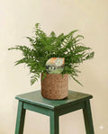 Polystichum Tsussimense