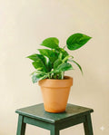 Pothos Golden