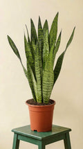Sansevieria Zeylanica