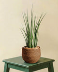 Sansevieria Mikado