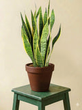 Sansevieria Trifasciata Laurentii