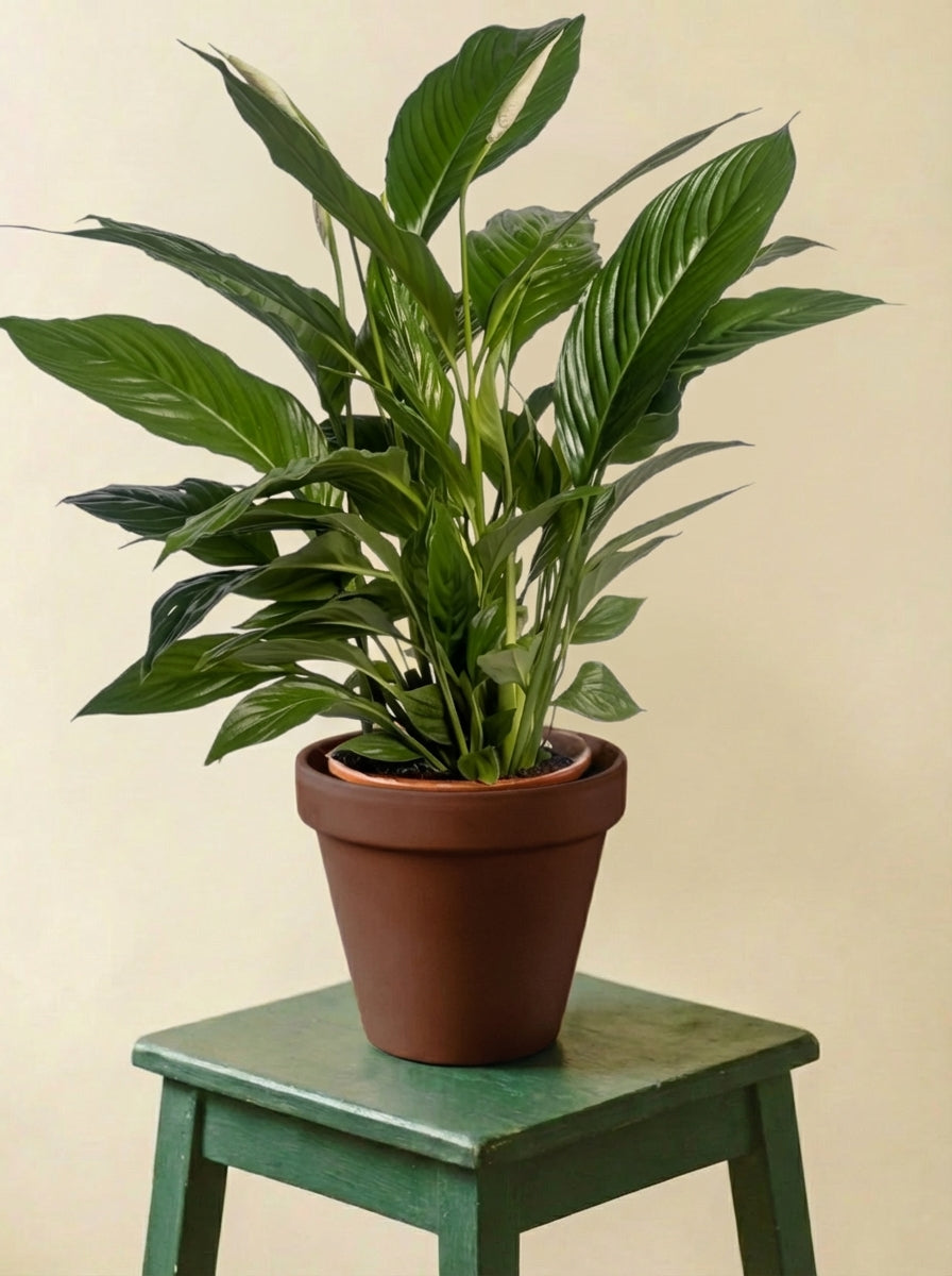 Spathiphyllum Vivaldi