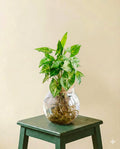 Syngonium Pixie en hydroculture