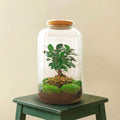 Terrarium - Sven Bonsai (Ø 23 cm ↑ 43 cm) - (Rateau, Pelle, Pince et Ciseaux inclus)