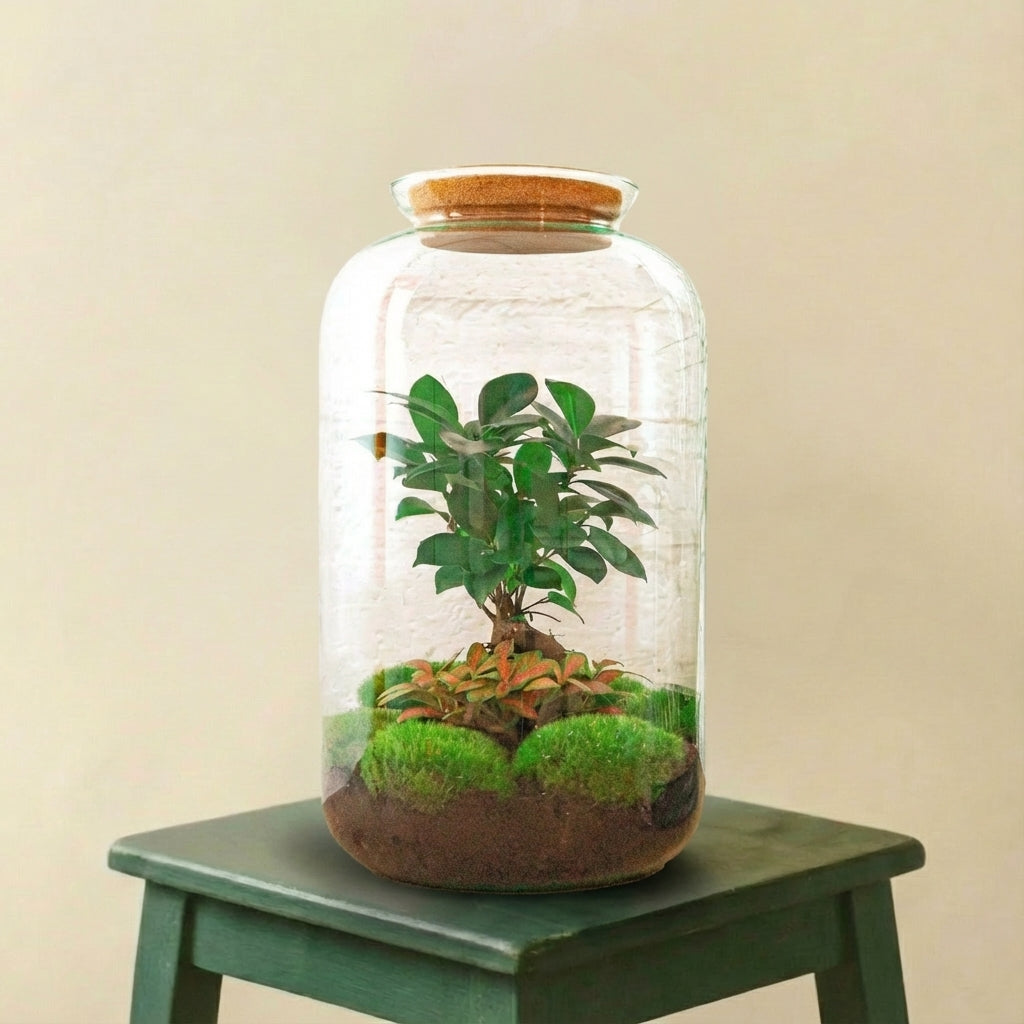 Terrarium - Sven Bonsai (Ø 23 cm ↑ 43 cm) - (Rateau, Pelle, Pince et Ciseaux inclus)