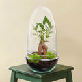 Terrarium - Egg Bonsai (Ø 12 cm ↑ 25 cm)