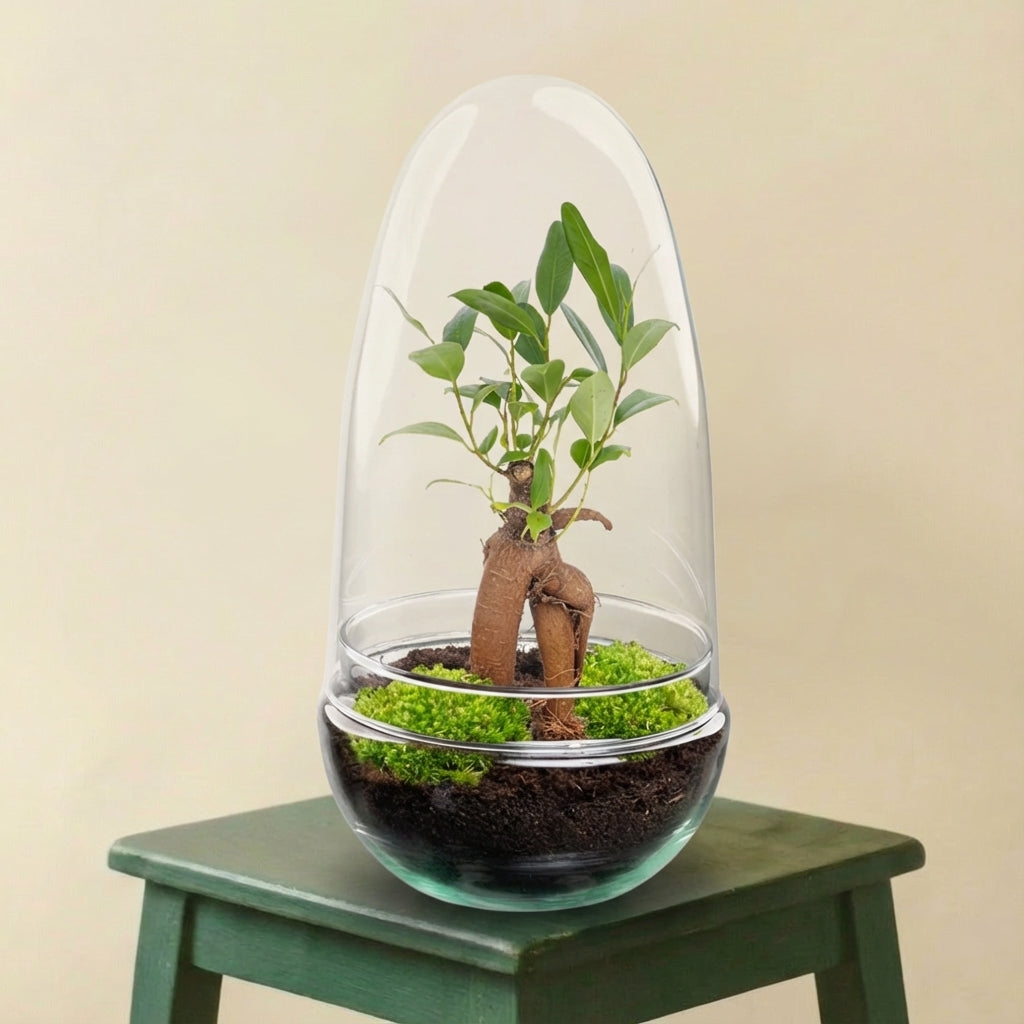 Terrarium - Egg Bonsai (Ø 12 cm ↑ 25 cm)